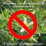 Об уголовной и административной ответственности за перевозку и пересылку наркосодержащего растения «Гармала обыкновенная». Об уголовной и административной ответственности за перевозку и пересылку наркосодержащего растения «Гармала обыкновенная».