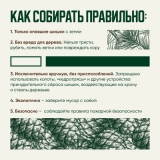 Порядок заготовки пищевых лесных ресурсов на территории Ханты-Мансийского автономного округа - Югры